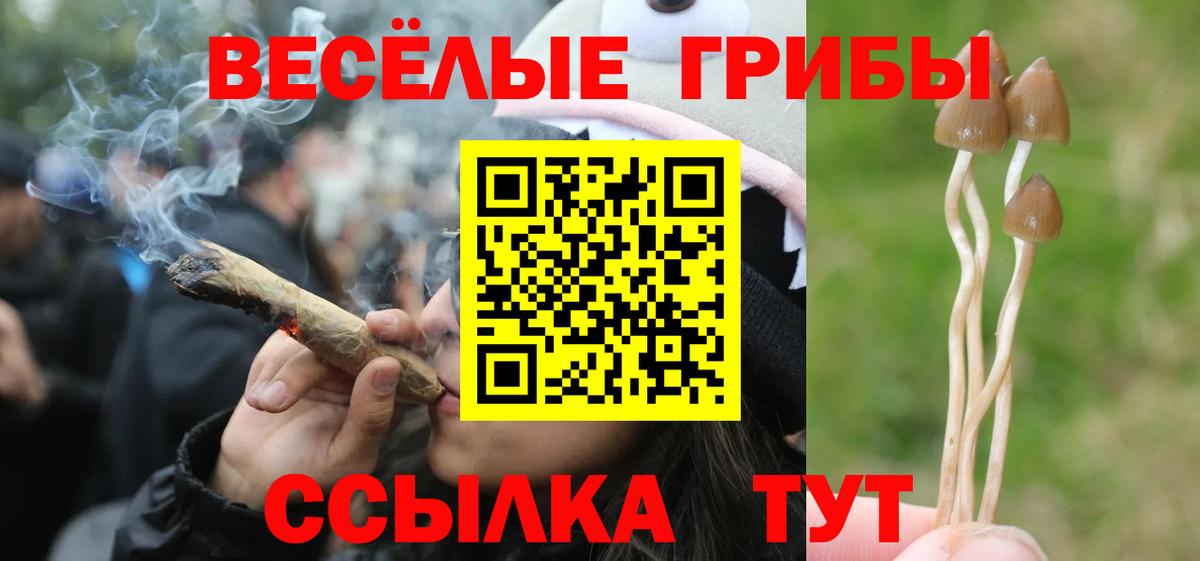 Галлюциногенные грибы Psilocybe Вышний Волочёк