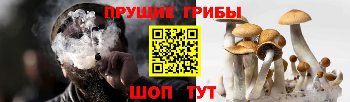 Галлюциногенные грибы Psilocybine cubensis  Вход с VPN  как найти   Вышний Волочёк 